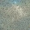 Outside the nesting season, they move in **large groups**, sometimes forming a **murmuration** of birds!