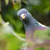 Le chant du Pigeon ramier est un roucoulement **grave et assez rythmique** " ou-ou" "ou-ou-ou"