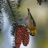 The Eurasian Siskin feeds on **spruce seeds** during the warm season.
