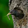 The Common Starling is **omnivorous**. It eats whatever it finds on the ground: **insects, fruits, worms, snails, spiders**.