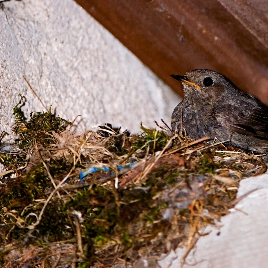 zwarte roodstaartje nest
