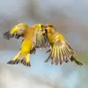 The yellow color of its plumage is **more visible in flight**.