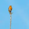 The European Robin is often surprised **perched** on a branch **singing** to mark its territory or attract females.