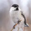 The **Willow Tit** sings **slower** than the Marsh Tit and the **notes are more drawn out** (2 to 7 repeated notes). "tiu tiu tiu tiu tiu tiu" Note!!! You also hear calls "khè khè khè" (deeper and more nasal).