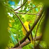 You might hear the Eurasian Golden Oriole **from May onwards**.