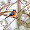 The Eurasian Bullfinch is **round and stocky**.