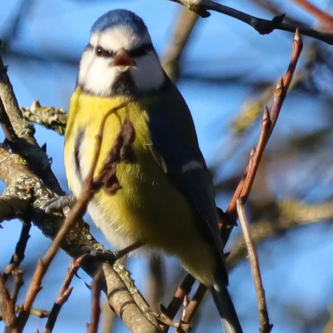 Eurasian Blue Tit vocalization