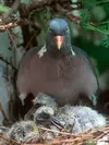 Comme chez les autres colombidés, les **juvéniles** sont nourris les **premiers jours**, avec du **lait de jabot** (un lait produit dans le jabot des parents).