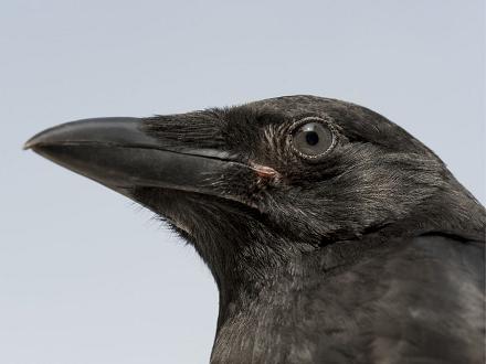 Elle a les yeux noirs, un bec puissant entièrement noir dont la base est couverte de plûmes.