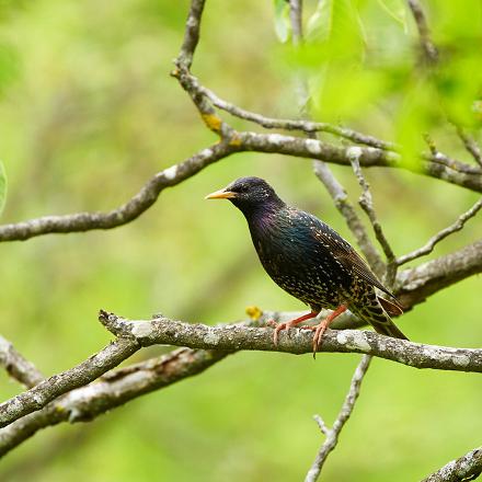 L'étourneau sansonnet est un peu plus petit que le merle noir.