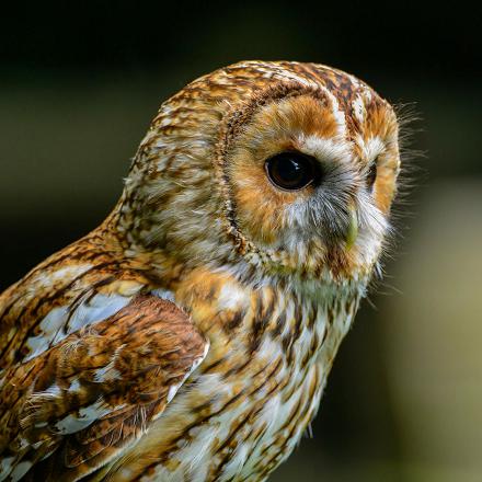 Son plumage est très tacheté avec des teintes de brun, de beige, de gris...