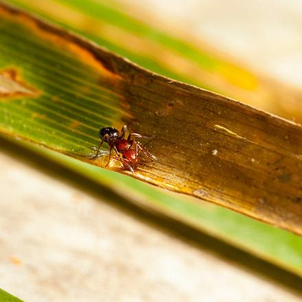 Il mange majoritairement des fourmis.