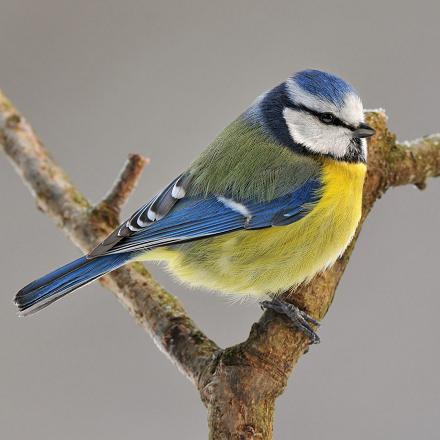 On reconnaît tout de suite la mésange bleue à ses couleurs jaunes et bleues.