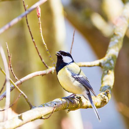 La mésange charbonnière produit des chants simples, en 2 ou 3 notes qui se répètent comme par exemple « titu titu»..