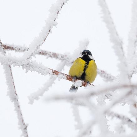 C’est l’un des oiseaux les plus précoces : dès janvier elle protège son territoire choisi pour la reproduction et son nid sera prêt dès le mois de mars.