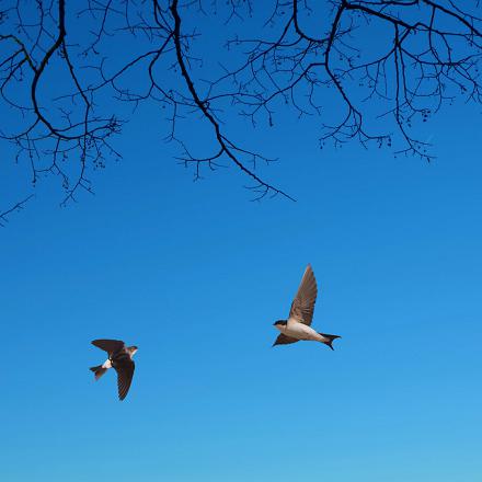 Par beau temps, on peut la voir chasser en plein vol, haut dans le ciel...