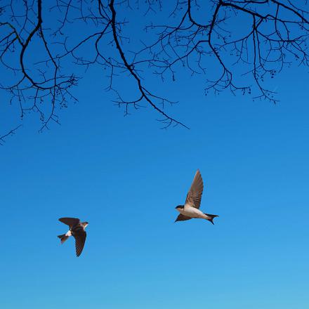 Par beau temps, on peut la voir chasser en plein vol, haut dans le ciel...