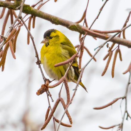 Il a une calotte et un menton noirs et des joues jaunes avec des nuances verdâtres. 