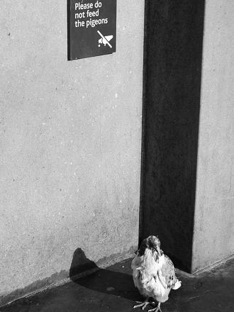 Certaines villes interdisent de nourrir les pigeons en ville car cela entraîne leur surpopulation et des maladies...