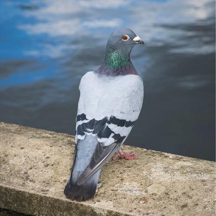 Le pigeon biset a  le corps gris avec 2 bandes alaires foncées et le bout de la queue noir.