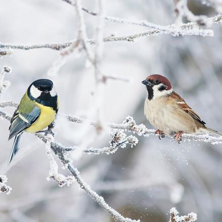 La mésange charbonnière est l'une des plus grandes mésanges, elle est de la taille d’un moineau.