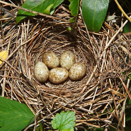 Son nid est une coupe lâche de tiges dans les buissons près du sol.