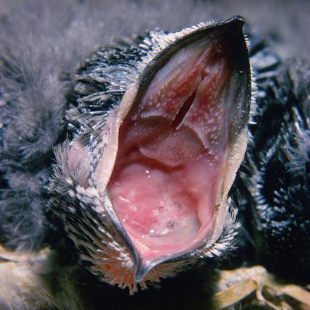 La période de reproduction du martinet noir s'étend de mai à août.