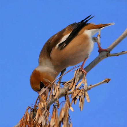 Le grosbec casse-noyaux se nourrit des semences d'arbres (érable, charme, hêtre), de bourgeons et de noyaux.