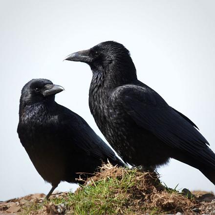 En période de reproduction, le couple défend son territoire contre d'autres corneilles ou d'autres espèces, comme des rapaces ou pies.