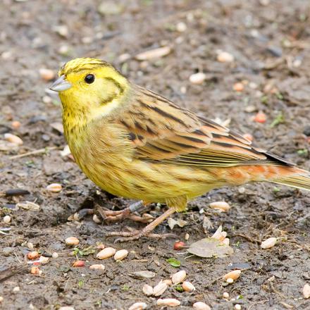 Le bruant jaune mange principalement des graines.