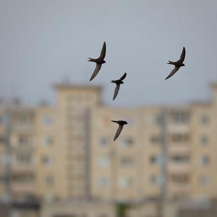 Le martinet noir vit dans les villes et villages de campagne, en plaine, en montagne et au dessus des plans d'eau.