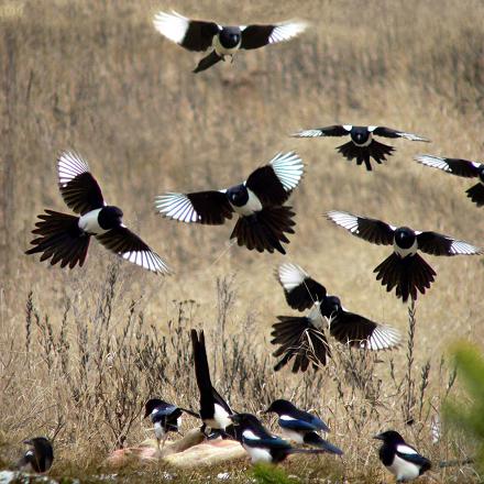 Elle n'est pas très douée en vol. Plutôt lente et irrégulière, elle ne vole jamais très haut avec ses ailes courtes et arrondies.