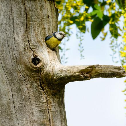 Les nids de pics abandonnés sont souvent utilisés par d'autres oiseaux.