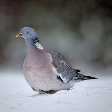 En hiver, le ramier peut passer presque toute la journée à chercher de la nourriture.