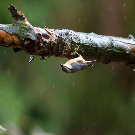 Elle se déplace aussi sur la partie inférieure des branches.