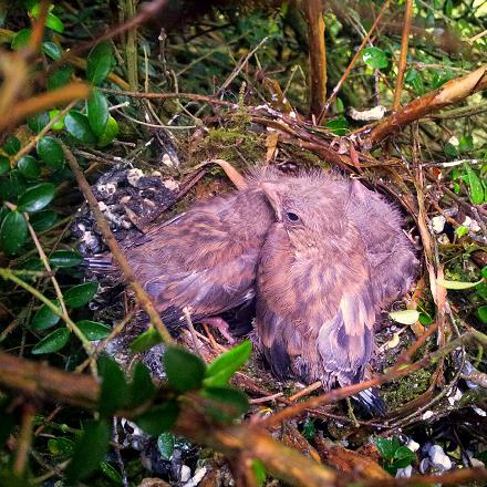 Son nid est une boule ou coupe d'herbe, de paille, de foin.