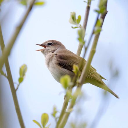 Le chant de la fauvette des jardins est un gazouillis rapide, prolongé et uniforme. 