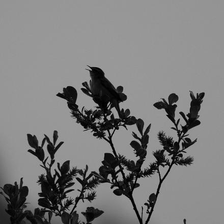 On remarque le pouillot fitis à son chant plutôt qu'à son plumage gris-brun.