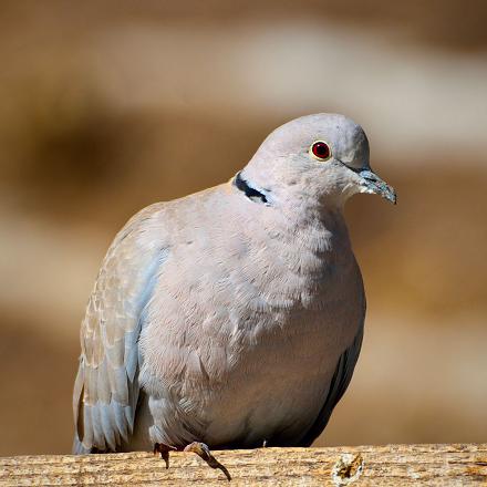 On la reconnaît facilement à sa couleur sable et à son demi-collier noir.