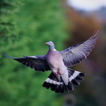 Pendant son vol nuptial, il s'élève rapidement en frappant ses ailes, et redescend en planant, queue et ailes  en éventail.