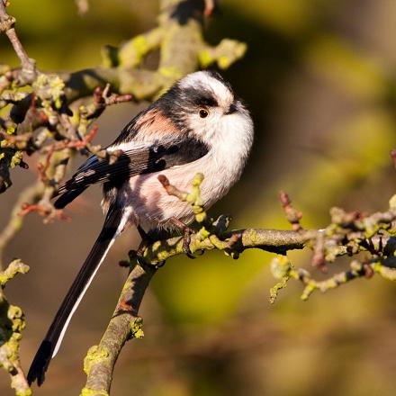 Son dos et ses petites ailes rondes sont noires, avec un peu de blanc et de rose.