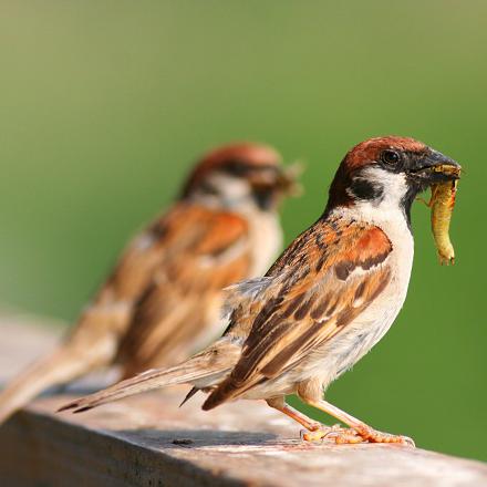 Il a un régime omnivore : il mange de tout (graines, petits animaux, fruits, bourgeons).