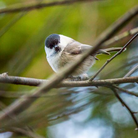 La mésange nonnette produit beaucoup de cris très différents.