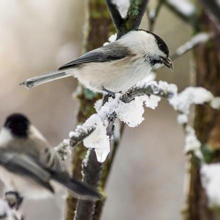 C'est parfois des couples de même sexe, qui passent l’hiver ensemble.