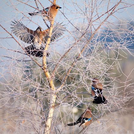 Le geai des chênes vagabonde en petits groupes en dehors de la saison des nids.