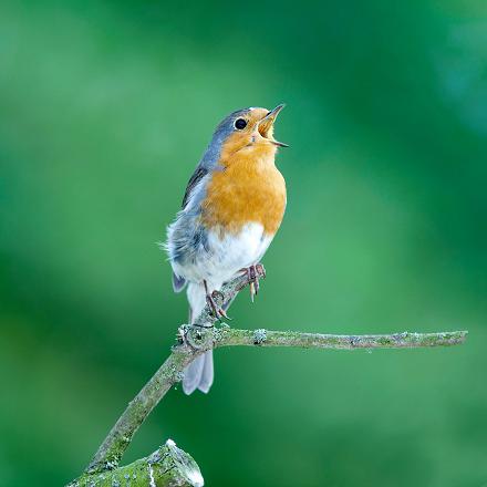 Contrairement à la plupart des oiseaux, la femelle chante ! Elle émet un chant de défense de son territoire avec autant de détermination que le mâle.