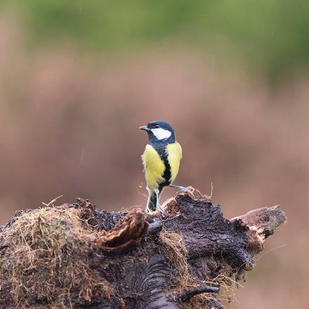  Sa ligne verticale sur le ventre permet de la différencier de la mésange noire ou de la mésange bleue.