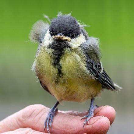 Chez les juvéniles (jeune oiseau qui a développé son premier plumage complet mais n’a pas encore son plumage adulte) les couleurs sont plus ternes.  