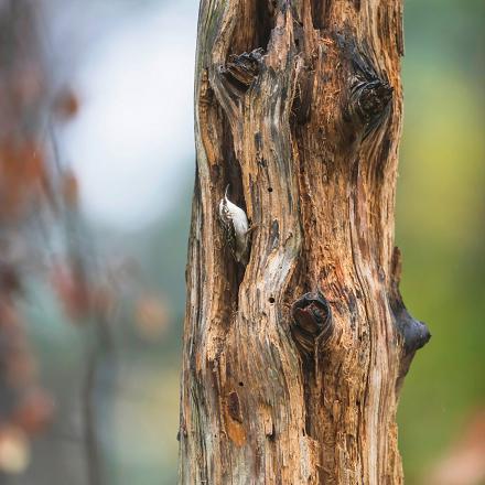 Il niche dans les fissures des arbres et nichoirs.