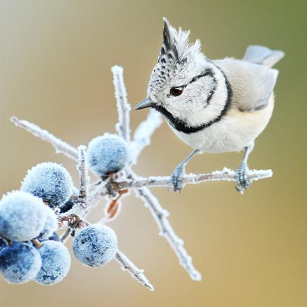 Bien adaptée au froid, on peut la retrouver en montagne jusqu’à 2300 m d’altitude.